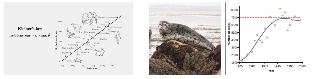 Figure 2: Kleiber's law and harbor seal logistic growth curve